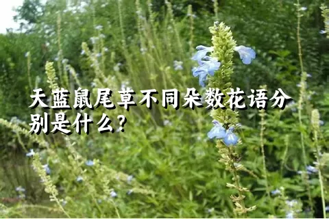 天蓝鼠尾草不同朵数花语分别是什么？