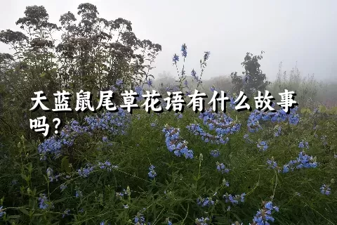 天蓝鼠尾草花语有什么故事吗？