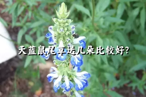 天蓝鼠尾草送几朵比较好？