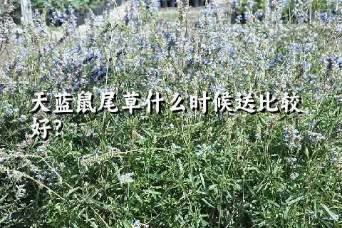 天蓝鼠尾草什么时候送比较好？