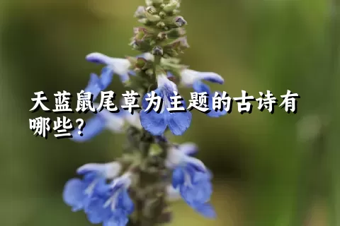 天蓝鼠尾草为主题的古诗有哪些？