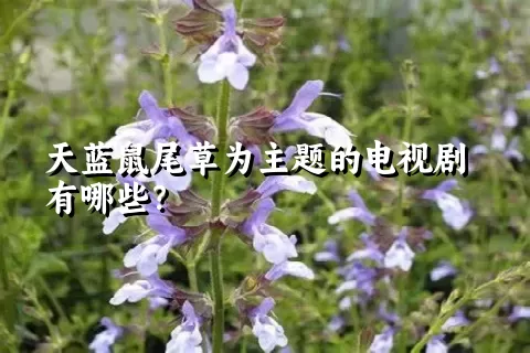 天蓝鼠尾草为主题的电视剧有哪些？