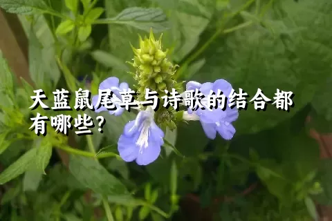 天蓝鼠尾草与诗歌的结合都有哪些？