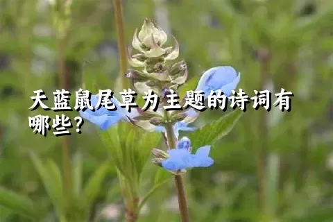 天蓝鼠尾草为主题的诗词有哪些？