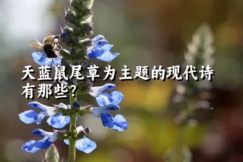 天蓝鼠尾草为主题的现代诗有那些？