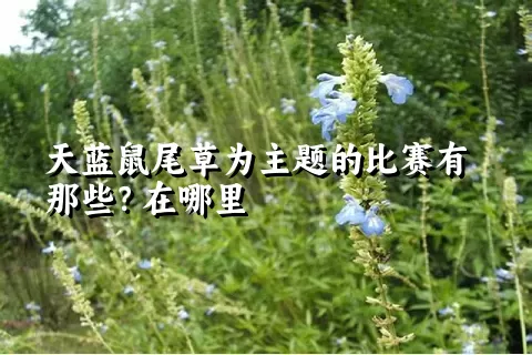 天蓝鼠尾草为主题的比赛有那些？在哪里