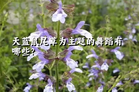 天蓝鼠尾草为主题的舞蹈有哪些？