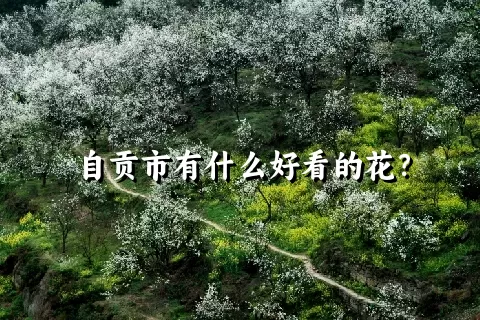 自贡市有什么好看的花？