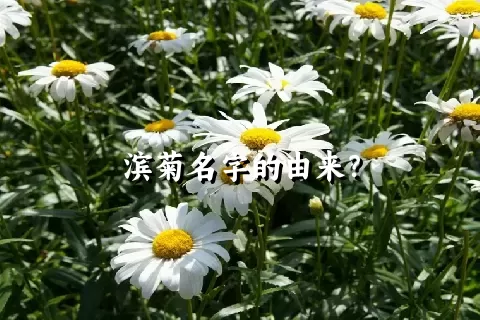 滨菊名字的由来？