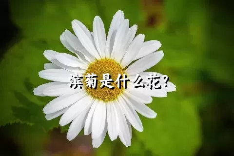 滨菊是什么花？