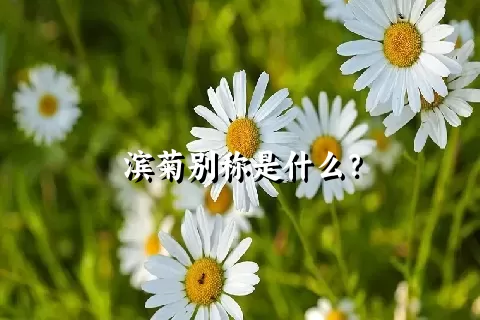 滨菊别称是什么？