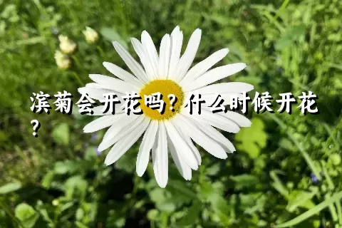 滨菊会开花吗？什么时候开花？