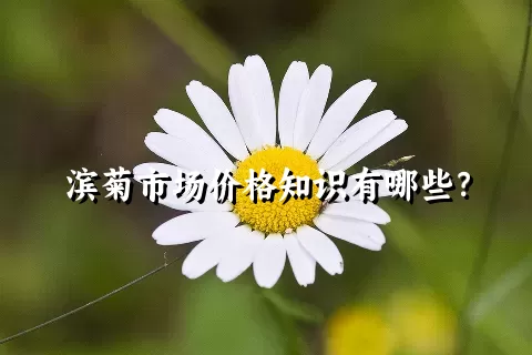 滨菊市场价格知识有哪些？