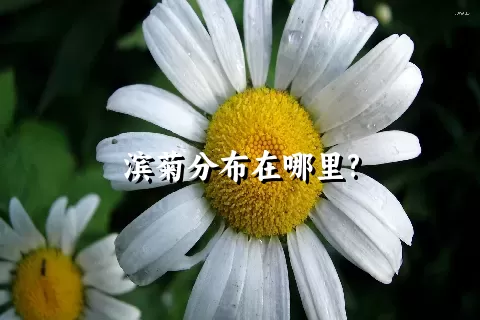 滨菊分布在哪里?