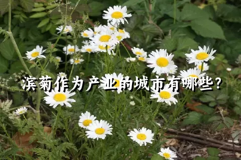 滨菊作为产业的城市有哪些？