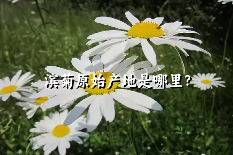 滨菊原始产地是哪里？