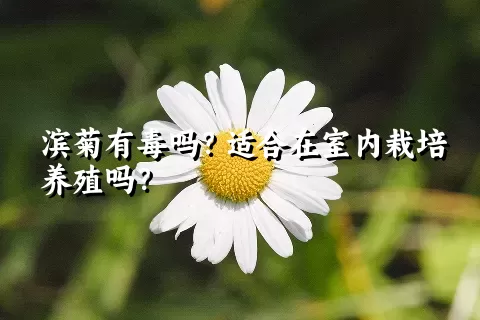 滨菊有毒吗？适合在室内栽培养殖吗？