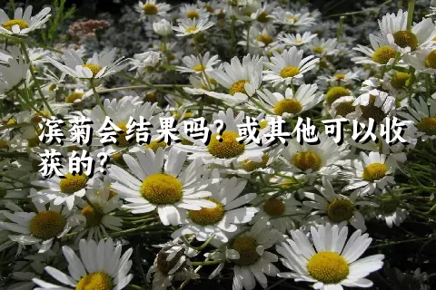 滨菊会结果吗？或其他可以收获的？