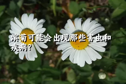 滨菊可能会出现那些害虫和疾病？