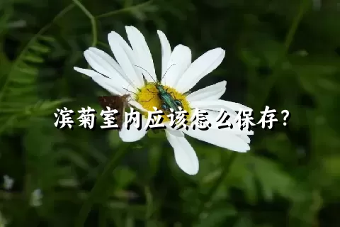 滨菊室内应该怎么保存？