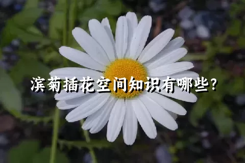 滨菊插花空间知识有哪些？