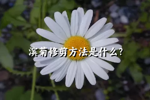 滨菊修剪方法是什么？