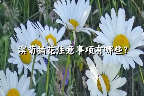 滨菊插花注意事项有哪些？