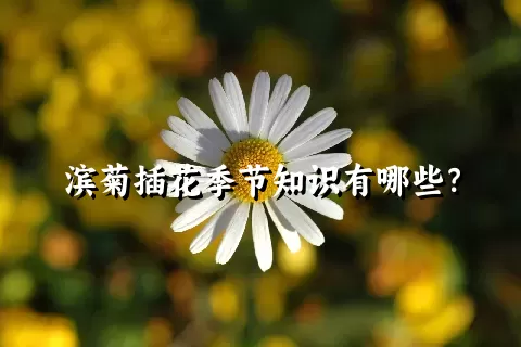 滨菊插花季节知识有哪些？