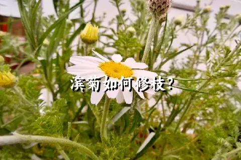 滨菊如何修枝？