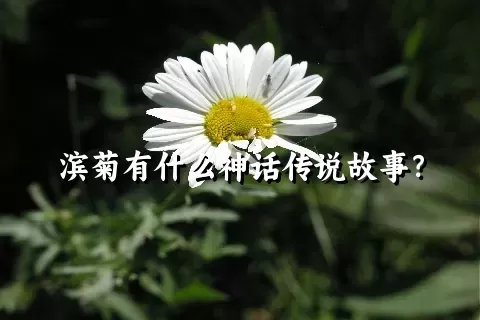 滨菊有什么神话传说故事？