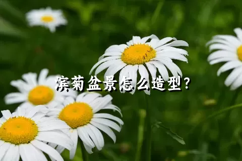 滨菊盆景怎么造型？