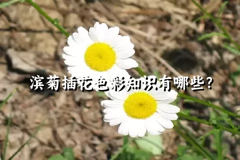 滨菊插花色彩知识有哪些？