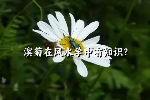 滨菊在风水学中有知识？