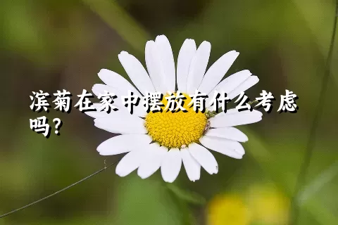 滨菊在家中摆放有什么考虑吗？