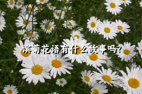 滨菊花语有什么故事吗？