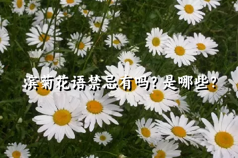 滨菊花语禁忌有吗？是哪些？