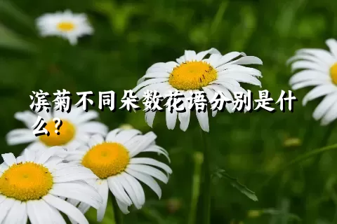 滨菊不同朵数花语分别是什么？