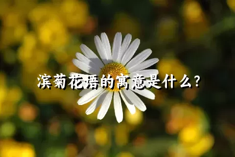 滨菊花语的寓意是什么？