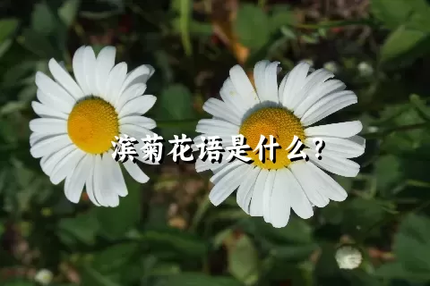 滨菊花语是什么？