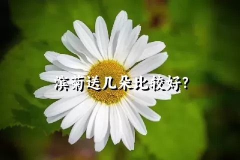 滨菊送几朵比较好？