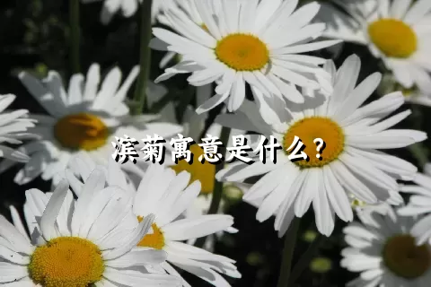 滨菊寓意是什么？