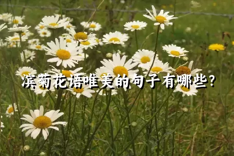 滨菊花语唯美的句子有哪些？