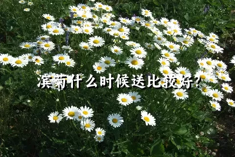 滨菊什么时候送比较好？