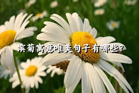 滨菊寓意唯美句子有哪些？