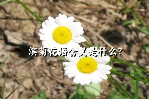 滨菊花语含义是什么？