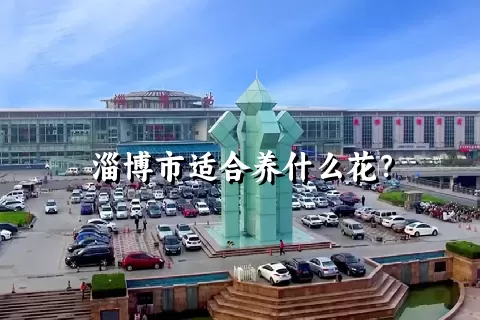 淄博市适合养什么花？