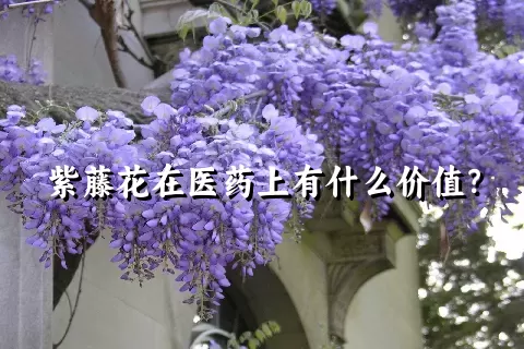 紫藤花在医药上有什么价值？