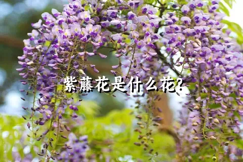 紫藤花是什么花？