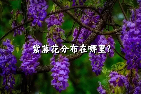 紫藤花分布在哪里?