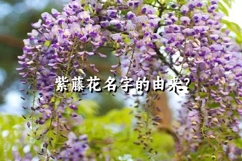 紫藤花名字的由来？